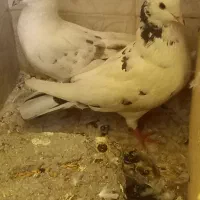 گمشده