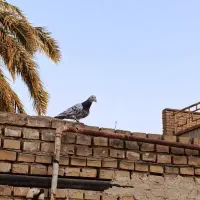 کوهی|پرنده|اهواز, شریعتی جنوبی|دیوار
