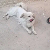 سگ خانگی