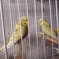 مرغ عشق اینگلیسی یاهلندی