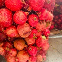 انار ربی شهرضا