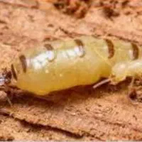 انجام موریانه زدایی با ضمانت 5ساله|خدمات نظافت|خرمآباد, |دیوار