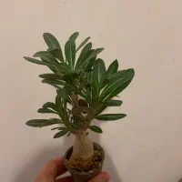 گل ادنیوم|گل و گیاه طبیعی|مشهد, شهید مطهری|دیوار