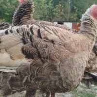 بوقلمون و اردک اسراییلی|حیوانات مزرعه|تالش, جوکندان|دیوار