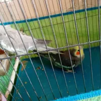 فروش ۲ جفت عروس هلندی|پرنده|دره شهر, |دیوار