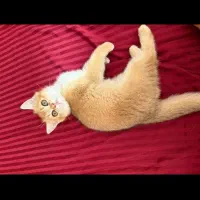 گربه ی بیریتیش رنگ کمیاب گلد ماده ۲ ماهه