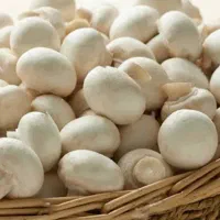 قارچ دکمه ای