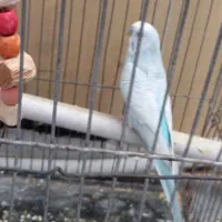 مرغ عشق|پرنده|جهرم, |دیوار