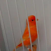 قناری ردفکتور