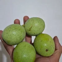 فروش بذر گردو
