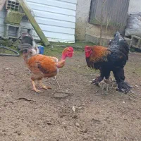 فروش مرغ و خروس|حیوانات مزرعه|گوراب زرمیخ, |دیوار