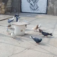 کبوتر|پرنده|میبد, |دیوار