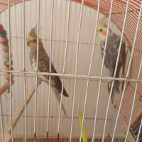 عروس هلندی گل باقالی