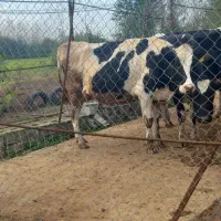 کارگر گاوداری