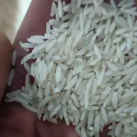 برنج فجر و دم سیاه