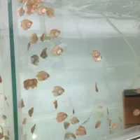 جوجه دیسکس|ماهی|رشت, حمیدیان|دیوار