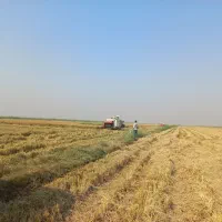 برنج عنبربو و دمسیاه درجه ۱|خوردنی و آشامیدنی|اندیمشک, |دیوار