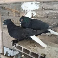 کفتر یک جفت دمسفید