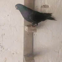 کبوتر زاغ زنگی