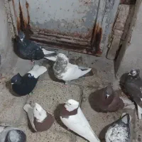 دمسفید تیپی زرنگ|پرنده|ایلام, |دیوار