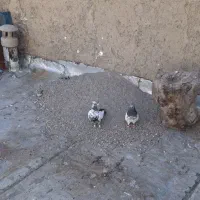 یک جفت نره ماده کله دم سبز به شرط تخم جوجه|پرنده|اراک, |دیوار