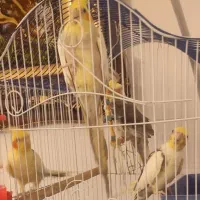 چهار عدد عروس هلندی