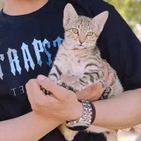 گربه دَش|گربه|دهدشت, |دیوار