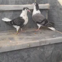 کبوتره دمگیر جوجه دو بحر