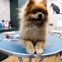 اصلاح و شستشوی حیوانات