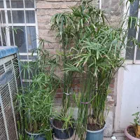 مرداب قد بالای ۲متر معاوضه با مرغ عشق یا عروس