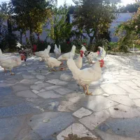 خروس|حیوانات مزرعه|مشهد, فریزی|دیوار