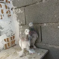 کبوتر بلند پرواز|پرنده|صباشهر, |دیوار