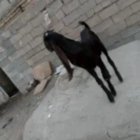 نر بز پاکستانی اصل|حیوانات مزرعه|شوشتر, |دیوار