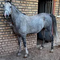 اسب مادیان