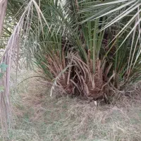 پاجوش سعمران|گل و گیاه طبیعی|اهواز, اسماعیلیه|دیوار