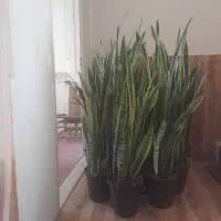 گل و گیاه اپارتمانی
