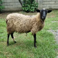 رومانوف (بره)