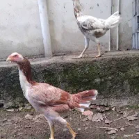 مرغ لاری اصیل