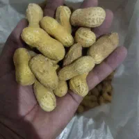 بادام زمینی غلاف دار