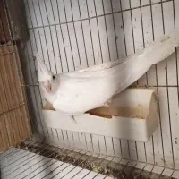 عروس هلندی|پرنده|سرخنکلاته, |دیوار