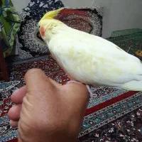 عروس هلندی|پرنده|مشهد, حجت|دیوار