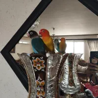 طوطی برزیلی