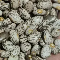 لوبیا ارتشی امسال