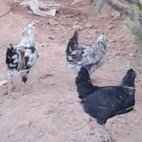 فروش مرغ و خروس گلین