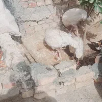 بوقلمون
