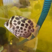 ماهی|ماهی|بجنورد, |دیوار