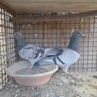 کبوتر|پرنده|مبارکه, |دیوار