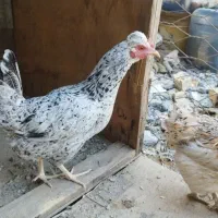 مرغ لری و گلین تخمگذار درجه یک
