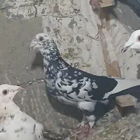 کبوتر سار و کلجه کاکلی