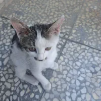 گربه ۳ماهه